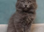 Blue Ragdoll mix - Ragdoll Kitten For Sale - Sacramento, CA, US