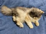 Smokey - Persian Kitten For Sale - 