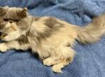 Smokey - Persian Kitten For Sale - 