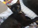 shadow - Domestic Cat For Adoption - Fayetteville, NC, US