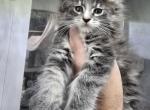 Shooting Star - Maine Coon Kitten For Sale - Elk Grove, CA, US