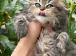 Tiffany Scottish Fold Female - Scottish Fold Kitten For Sale - Miami, FL, US