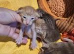 October litter - Oriental Kitten For Sale - 