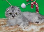 Smoked blue tabby Scottish Fold longhair boy - Scottish Fold Kitten For Sale - Spokane, WA, US