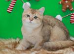 Golden ticked British shorthair boy - British Shorthair Kitten For Sale - 