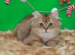 Black golden ticked British Longhair - British Shorthair Kitten For Sale - 