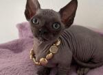 Bambino sphynx female cat - Bambino Kitten For Sale - 