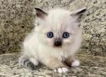 Ragdoll Seal Point  Male - Ragdoll Kitten For Sale - Orlando, FL, US