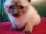 Traditional Seal Point Axel - Siamese Kitten For Sale - Travelers Rest, SC, US