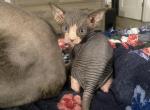 Buddys Child1 - Sphynx Kitten For Sale - Chicago, IL, US