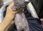 MiniSkinny - Sphynx Kitten For Sale - Chicago, IL, US