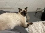 Caesar - Siamese Kitten For Sale - Windsor Heights, IA, US