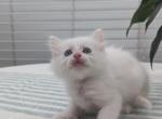 Teddy - Ragdoll Kitten For Sale - 