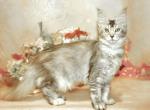 Maine Coon Kittens - Maine Coon Kitten For Sale - Newport, ME, US