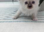 Jasper - Ragdoll Kitten For Sale - 