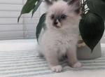 Milo - Ragdoll Kitten For Sale - 