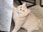 Mabel - British Shorthair Kitten For Sale - Johns Creek, GA, US