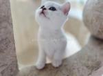 Lolo - British Shorthair Kitten For Sale - 