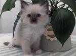 Oliver - Ragdoll Kitten For Sale - 