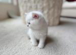 Lala - British Shorthair Kitten For Sale - Portland, OR, US