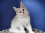 Markiz - Maine Coon Kitten For Sale - Hollywood, FL, US