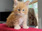 Polydactyl - Maine Coon Kitten For Sale - Johns Creek, GA, US