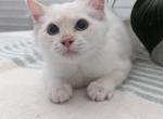 Biscuit - Ragdoll Kitten For Sale - Sacramento, CA, US