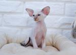 Hennessy - Siamese Kitten For Sale - Miami, FL, US