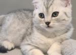 Jinx - Scottish Straight Kitten For Sale - Lyman, SC, US