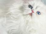 Kasper Jr - Persian Kitten For Sale - Houston, TX, US