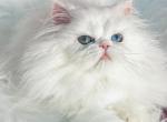 Kasper Jr - Persian Kitten For Sale - Houston, TX, US