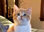 Orange - Scottish Fold Kitten For Sale - Plymouth, MA, US