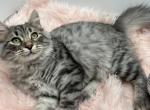 Siberian male Silver Tabby - Siberian Kitten For Sale - 