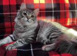 Siberian Forest Girl - Siberian Kitten For Sale - 