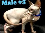 Elf Sphynx - Sphynx Kitten For Sale - Havana, FL, US