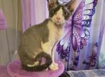 Buster - Devon Rex Kitten For Sale - Lynchburg, VA, US