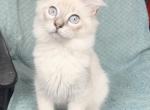 Lynx kittens - Ragdoll Kitten For Sale - 