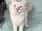 Lynx kittens - Ragdoll Kitten For Sale - 