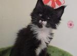 Coco - Maine Coon Kitten For Sale - New York, NY, US