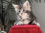 Raven - Maine Coon Kitten For Sale - Johns Creek, GA, US