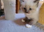 Maddie - Ragdoll Kitten For Sale - Reading, PA, US