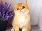 Awes - British Shorthair Kitten For Sale - Los Angeles, CA, US