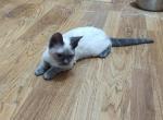 Sara Jane - Devon Rex Kitten For Sale - Lynchburg, VA, US