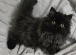 Blackjack - Persian Kitten For Sale - Endicott, NY, US