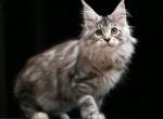 Gina Maine Coon female black tortie silver tabby - Maine Coon Kitten For Sale - Miami, FL, US