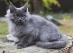 Amir Maine Coon male blue - Maine Coon Kitten For Sale - Miami, FL, US