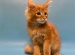 Kimchi Maine Coon male red ticked tabby - Maine Coon Kitten For Sale - Miami, FL, US