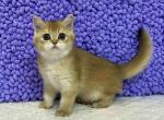 Princess Scottish Straight female black golden ti - Scottish Straight Kitten For Sale - Miami, FL, US