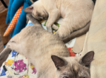 Betsy and Cici - Tonkinese Kitten For Sale