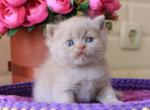 Potap British Shorthair male lilac - British Shorthair Kitten For Sale - Miami, FL, US